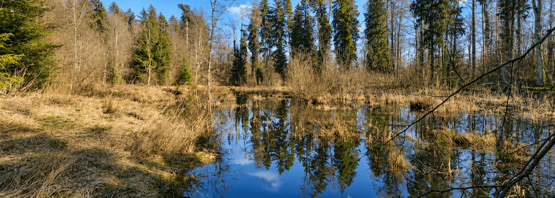 Naturnaher Waldweiher mit spiegelglatter Wasseroberfläche, Schilf und trockenem Ufergras, umgeben von Nadel- und Laubbäumen.