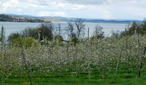 Frühlingsblüte im Kanton Thurgau